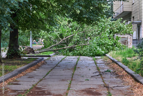 Εκτύπωση καμβά After storm wind.Whether cleaning of fallen broken tree