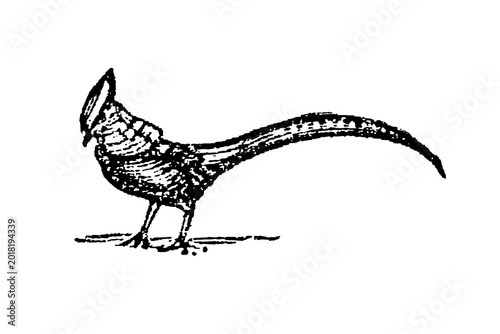 Tableau sur toile Pheasant with long tail and distinctive posture, detailed feather patterns, black and white sketch, old vintage illustration, 1897