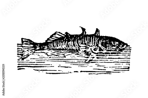 Картината върху платно Three-spined stickleback (Gastrosteus aculeatus), detailed engraving with linear shading, textured background, old vintage illustration, 1897