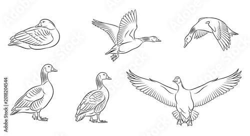 Set of hand-drawn goose sketches in various poses