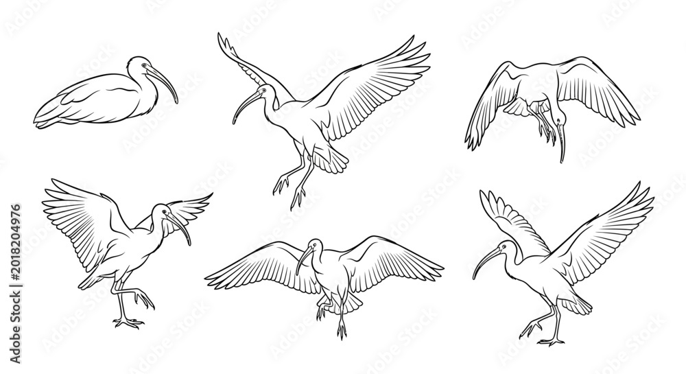 Obraz premium Ibis bird sketches in various flying and resting poses