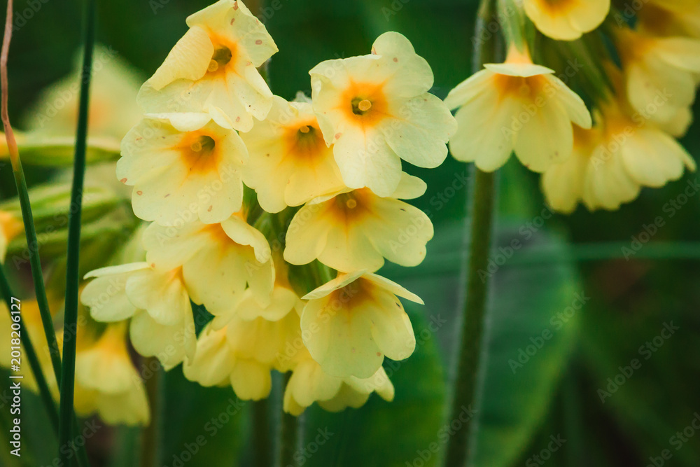 Fototapeta premium Primula, Primrose or Primrose, belongs to the Primulaceae family.