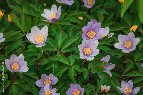 Tablou pe pânză Anemone hupehensis