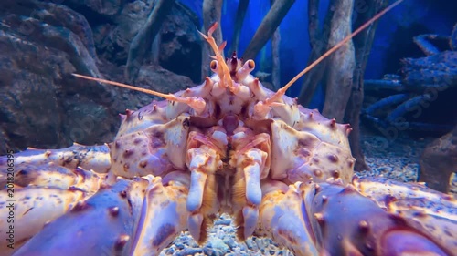 King crab sits motionless on sandy bottom with wooden roots behind
