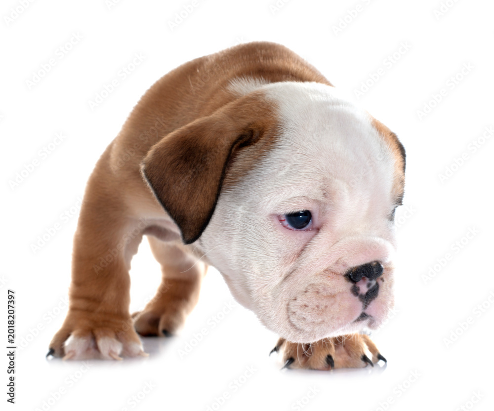 Obraz premium puppy english bulldog