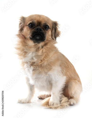 Foto Tibetan spaniel in studio