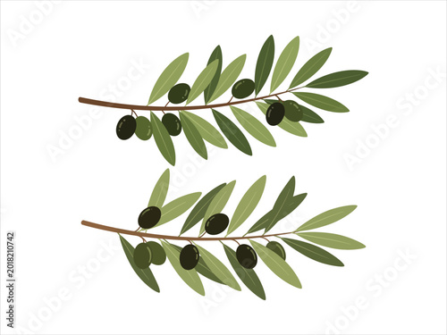 Fotografie Illustration of two olive branches with green leaves and dark olives on a white