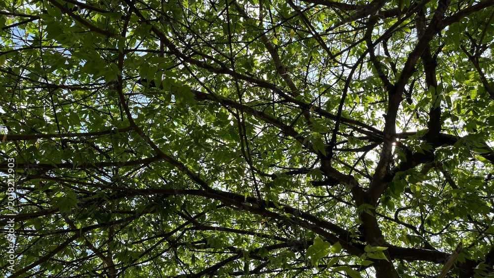 Fototapeta premium green leaves background