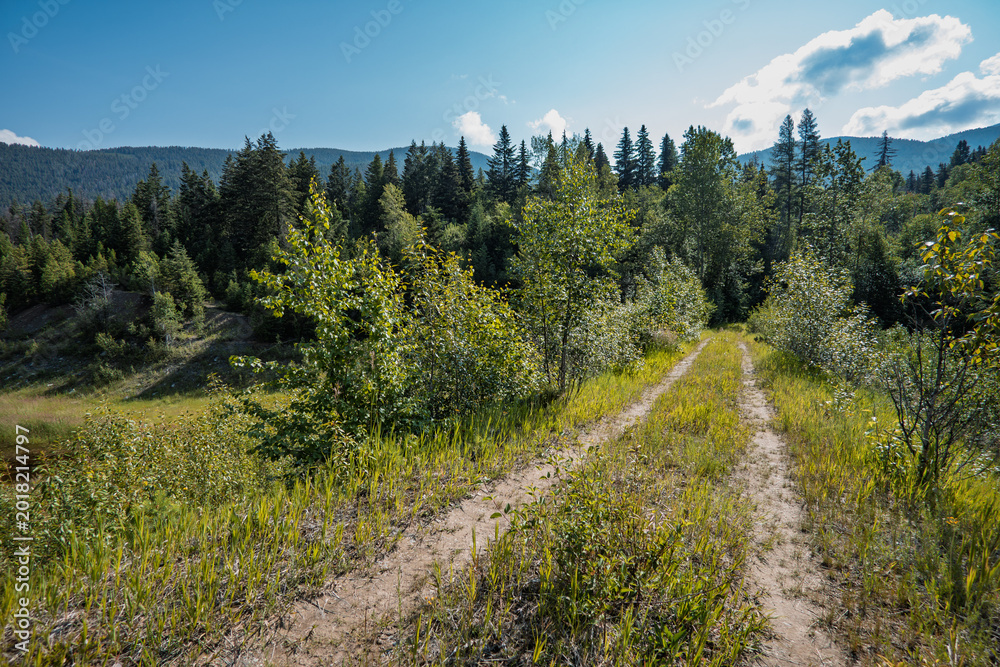 Fototapeta premium Off Road Trail Through Montana Forest