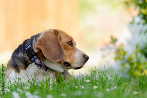 Obraz na plátne Cute Tricolor Beagle Relaxing in Fresh Spring Grass