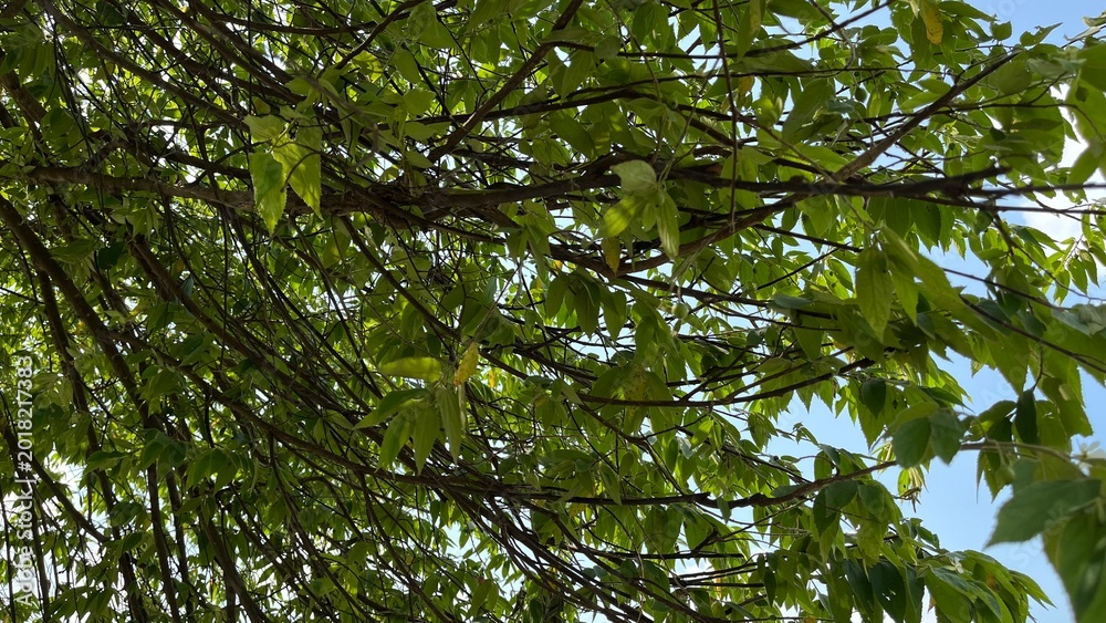 Fototapeta premium green leaves in the forest