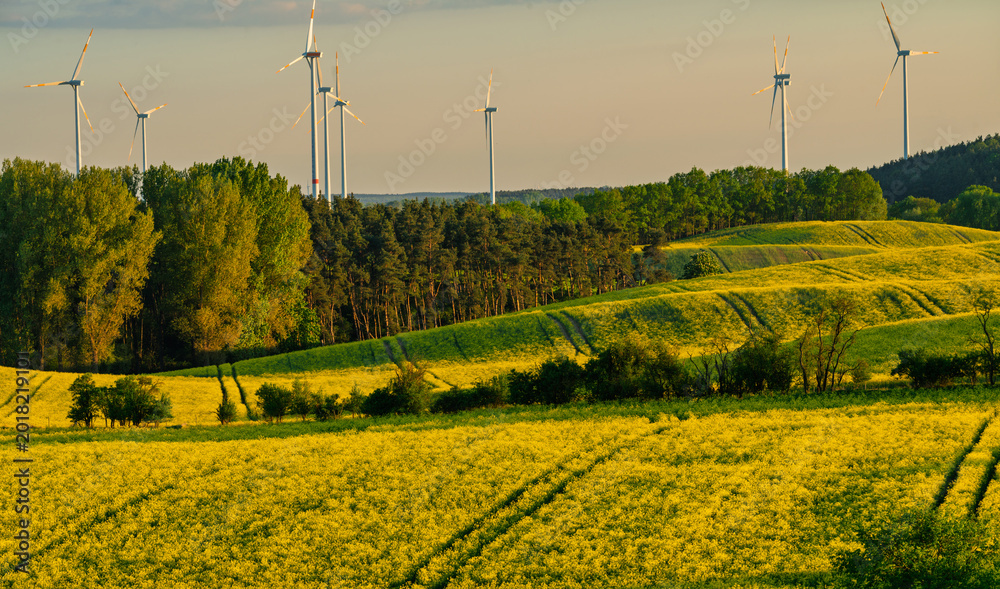 Obraz premium The intensely green spring fields of the Brandenburg region, Germany-Panorama