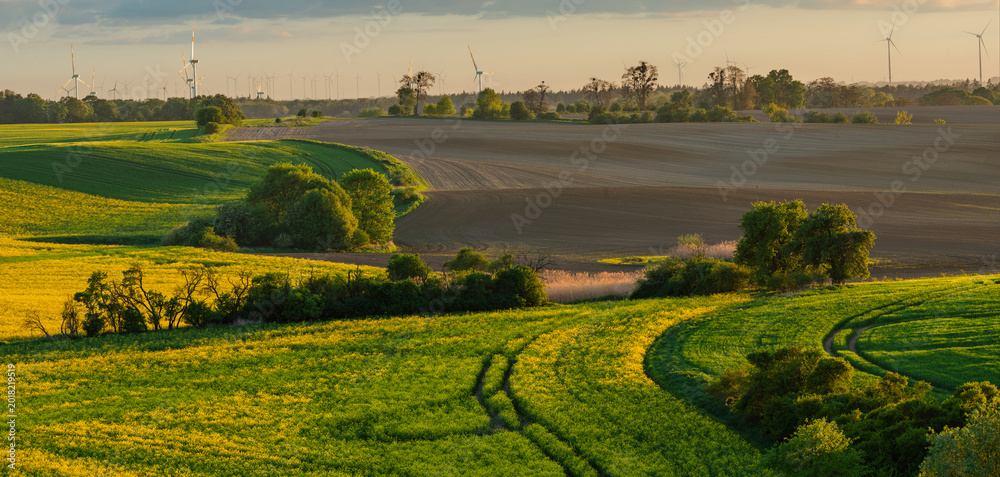 Naklejka premium The intensely green spring fields of the Brandenburg region, Germany-Panorama