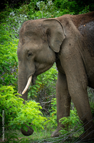 Billede på lærred Elephant calves (Elephas maximus maximus)