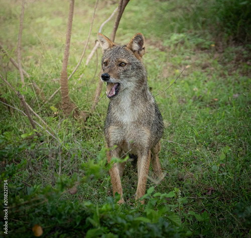 Foto Golden jackal (Canis aureus) walking in Sri Lanka forest