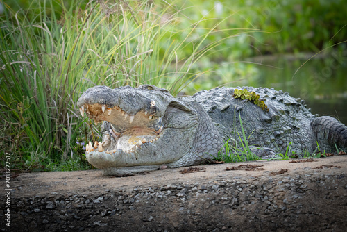 Foto Mugger crocodile (Crocodylus palustris) with open mouth wide shot