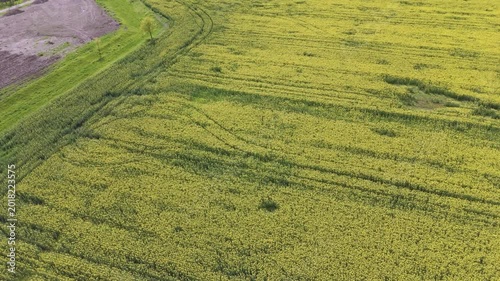 Aerial Rising Shot Over Rapeseed Field Revealing Rural Road and Landscape