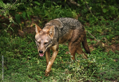 Canvas Print Golden jackal (Canis aureus) walking in Sri Lanka wilderness
