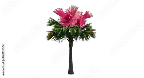 Pink flower palm tree isolated on white background.