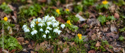 Photos Spring, blossom or white flowers in garden with leaves, aconite or sustainable environment for growth