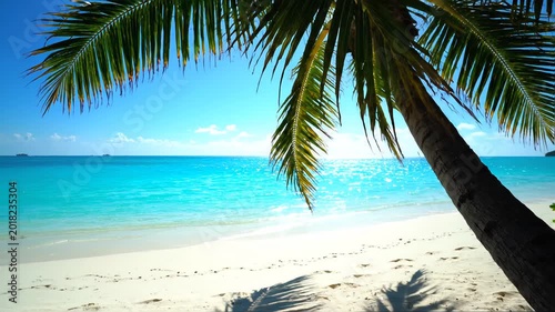 Idyllic beach scene with a leaning palm tree over white sand and turquoise ocean