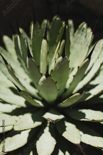 Close-Up of Agave Plant with Shadows
