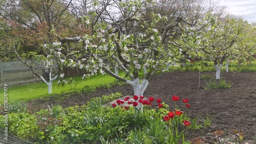 Blooming Apple Tree and Red Tulips in Spring Garden with Smooth Motion