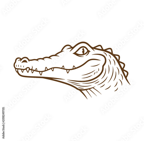 Close up of a cartoon alligator head with intense eyes white background animal head animal illustration wild animal reptile head