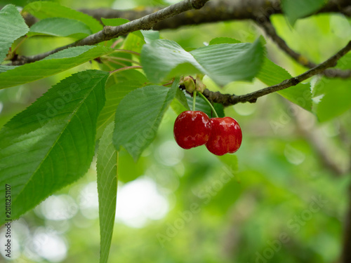 Two cherries are ripening hanging on the branch of the cherry tree. Organic cherry farming concept with copy space