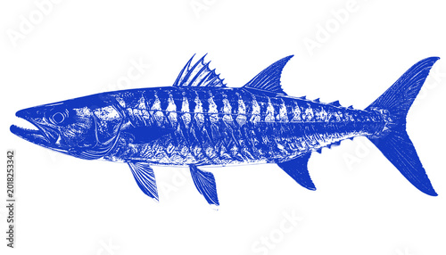 Tableau sur toile Blue Predator Fish Silhouette Transparent Background