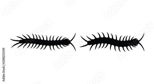 Bild auf Leinwand centipede silhouettes on white background high quality professional detailed mod
