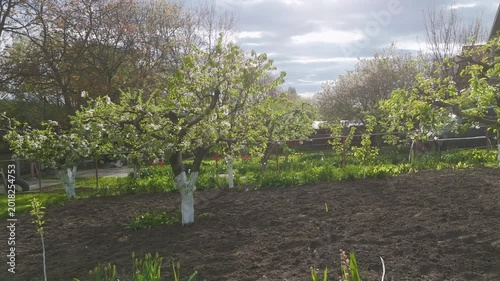 Low Altitude Drone Flight Through Fruit Orchard with Blooming Trees in Spring
