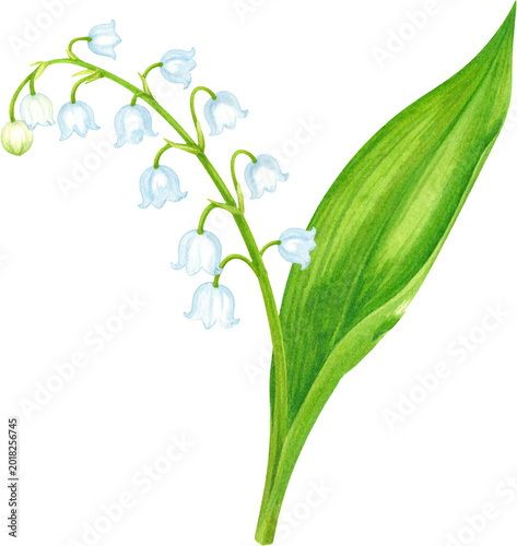 Bild auf Leinwand Watercolor Lily of the Valley illustration