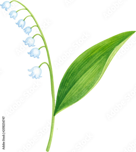 Bild auf Leinwand Watercolor Lily of the Valley illustration