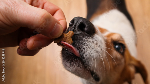 Obraz na płótnie Close up of a hand giving a bone shaped treat to a tricolor beagle dog at home