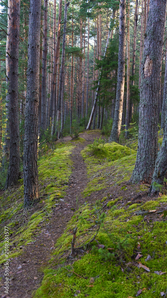 Fototapeta premium Scenic narrow path on mossy ridge in pine forest of Tver region