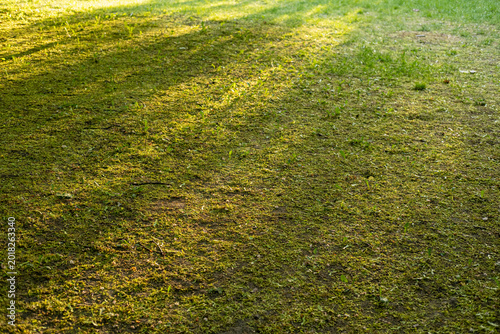 Konstfotografi Dappled sunlight falls on a green lawn covered in fallen maple seeds and moss