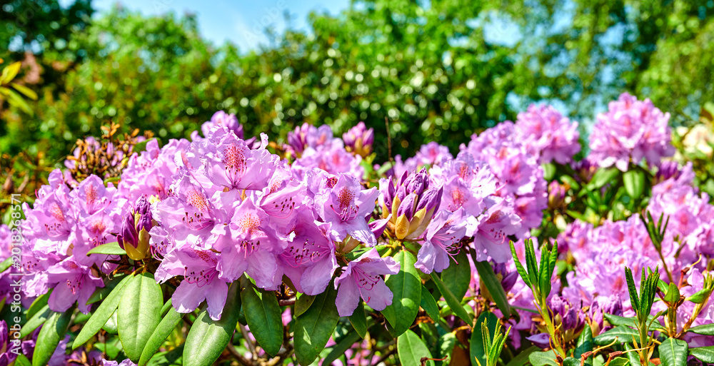 Obraz premium Environment, growth and leaf with flowers in garden for botany, eco friendly foliage and blooming. Spring season, blossom and nature with rhododendron outdoor for floral, petal and ecosystem