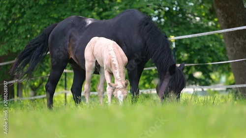 Young palomino Barb foal walking curiously across pasture while accompanied by attentive adult mares