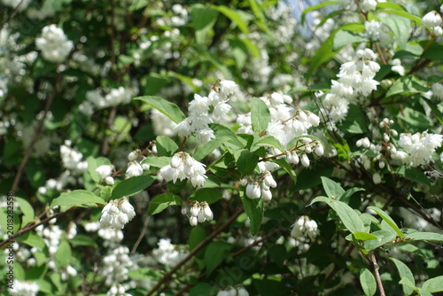 Photos Buds and white flowers of double Deutzia crenata in June