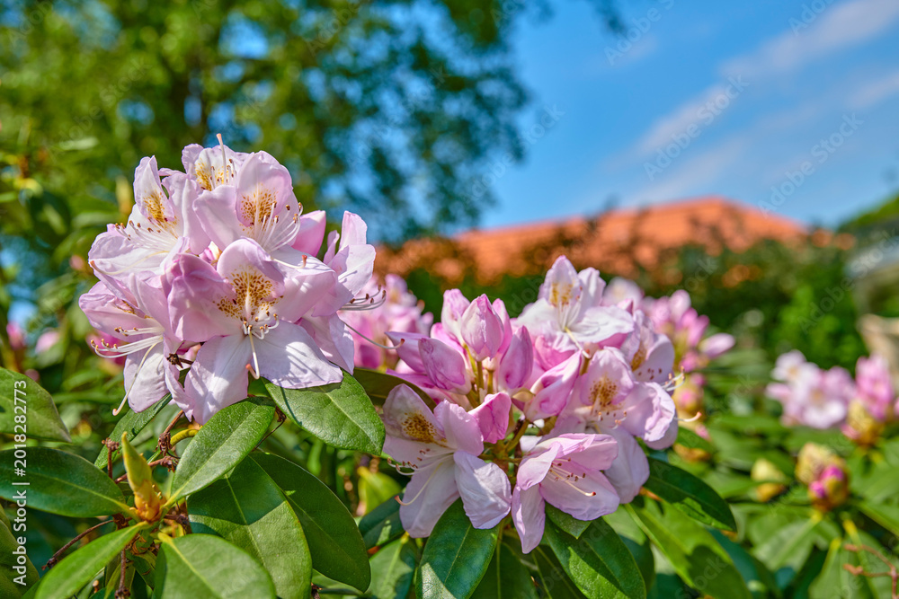 Obraz premium Environment, growth and bush with flowers in garden for botany, eco friendly foliage and blooming, Spring season, blossom and nature with rhododendron outdoor for floral, petal and ecosystem