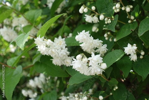 Tablou pe pânză Closeup of white flowers of double Deutzia crenata in June