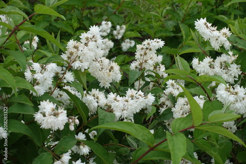 Fotografie Lots of white flowers of double Deutzia crenata in mid June