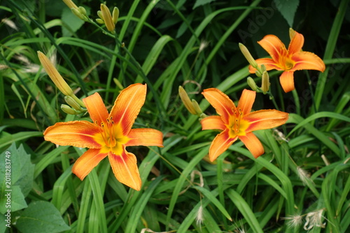 Obraz na plátně Three orange flowers of Hemerocallis fulva in June