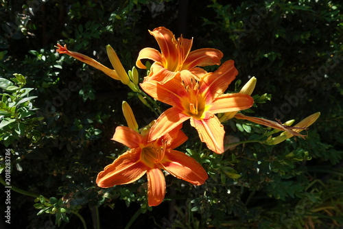 Fotografie Three orange flowers of Hemerocallis fulva in June