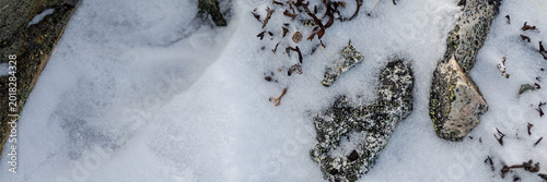 Bild auf Leinwand Lichen among the snow and stones