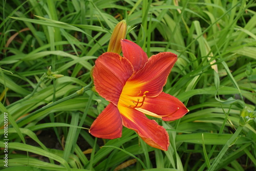 Fotografia Close view of red flower of Hemerocallis fulva in June