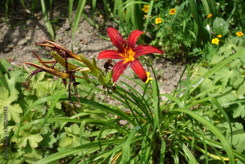 Fotografie Flower of red Hemerocallis fulva in mid July