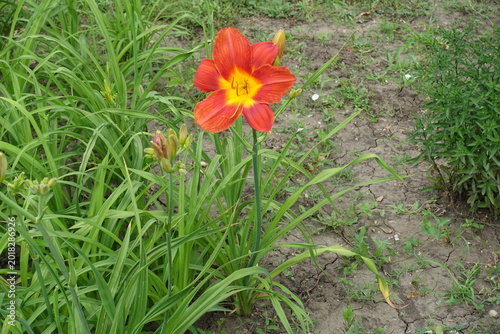фотографія Full length view of Hemerocallis fulva with red flower in June