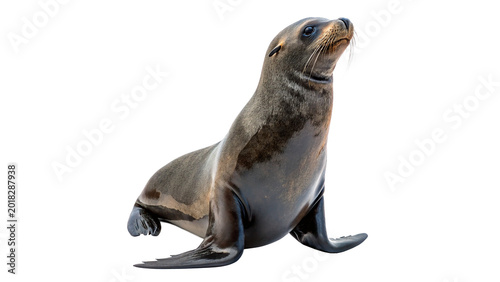 Bild auf Leinwand Small furry baby seal or sea lion for marine wildlife nature and arctic ocean ed
